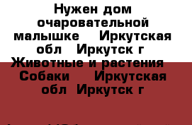 Нужен дом очаровательной малышке. - Иркутская обл., Иркутск г. Животные и растения » Собаки   . Иркутская обл.,Иркутск г.